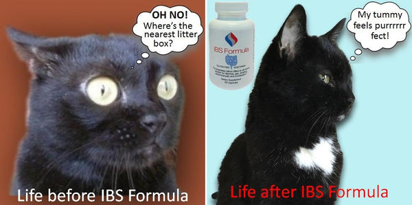Cat suffering from IBS symptoms gets real relief taking IBS Formula