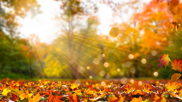 Gut Health and Immunity: How to Stay Strong This Season